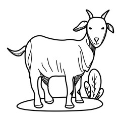 Cartoon goat doodle for Eid al-Adha with white background