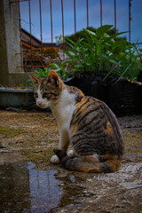 little street cat photography