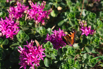 A Peacock Butterfly perches atop a Creeping Thistle, wings outstretched in the sunlight.