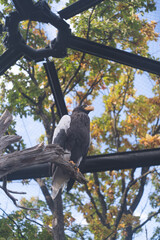 北海道の動物園のオオワシ
