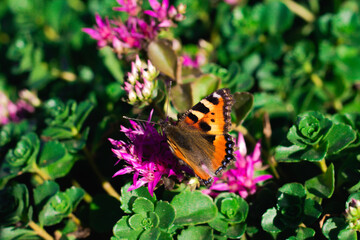 A Peacock Butterfly perches atop a Creeping Thistle, wings outstretched in the sunlight.