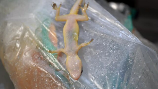 Close up dead common house gecko on the plastic of rubbish