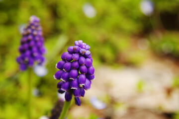 Beautiful Muscari on Blurred Green Background