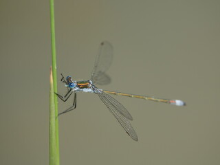 male emerald damselfly (Lestes sponsa)