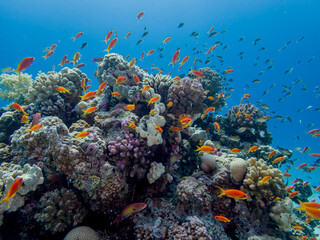 Obraz na płótnie Canvas Colorful fish on the Red Sea reef