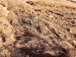 Light brown dry grass