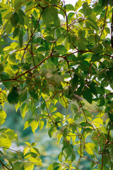 Young grape plant - view from window, sunny day. Green leaves background.