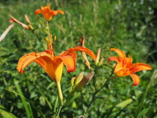 Hemerocallis lilenik is a genus of plants of the Lilaynikov family Asphodelaceae. Beautiful orange lily flowers with six petals. Long thin green leaves. Flowering and crop production as a hobby © Julija