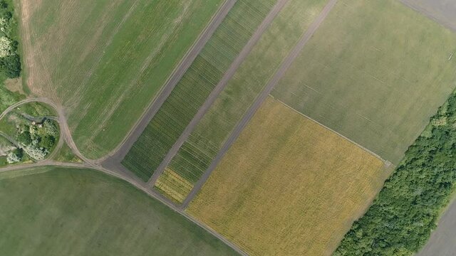 aerial view of green and yellow fields of farmers. parallel roads intersect. plantings and trees on agricultural land from a bird's eye view