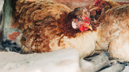 hen on the farm waiting to lay eggs