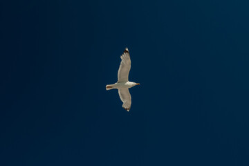 Ivory gull flying in the clear blue sky in summer