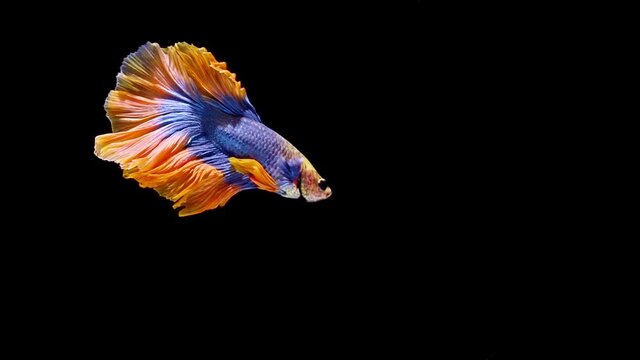 Siamese fighting fish (Betta splendens)