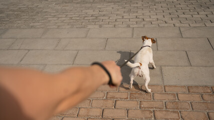 Naughty dog Jack Russell Terrier pulls the owner by the leash