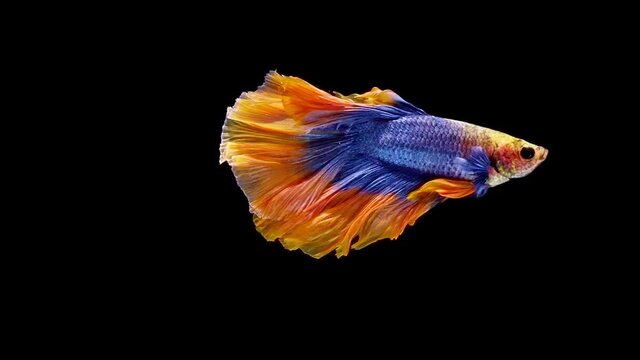 Siamese fighting fish (Betta splendens)