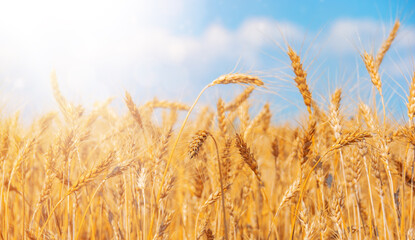Wheat ears close-up with light beams on sunny day