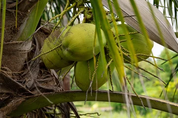 Deurstickers Kokosnusspalme mit Wurzel © Digitalpress