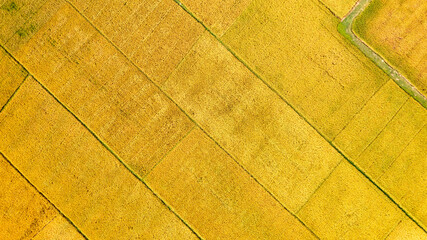 Golden rice field ready for harvest