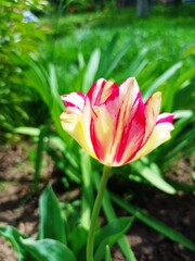 pink tulip in the garden