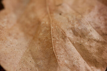 Dried leaf