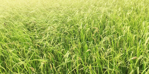 Natural image of rice field with bright light for agriculture background.