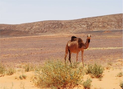 Images du Sahara