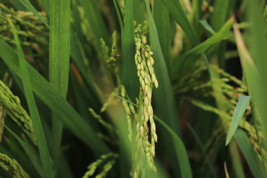 rice field