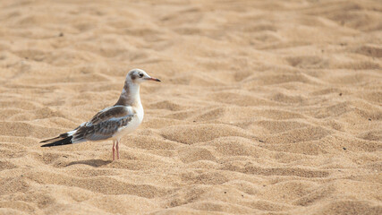 gull on a pole against a sand on beach