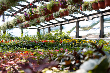 Obraz premium Industrial growth of different flowers in greenhouse.