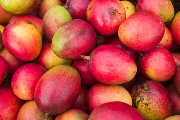 Mangifera indica - Mango tommy fruit in the traditional Colombian market