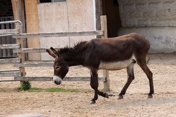 Donkey mare in barnyard
