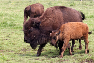 Bison cows, bulls and calves on a local Bison farm in summer in a herd living on a pasture with eight foot fences. 
