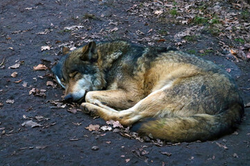 Close-up of a sleeping wolf in a hole in the woods. © Dzmitry