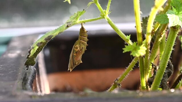 Peacock butterfly emerging from chrysalis