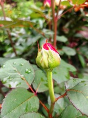 red rose bud