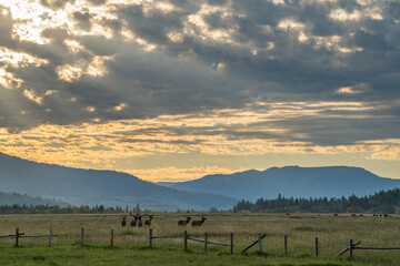 Majestic morning sunrise with elk and buffalo in Grand Teton National Park, Wyoming
