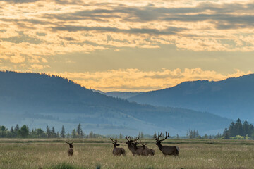 Majestic morning sunrise with elk and buffalo in Grand Teton National Park, Wyoming © Victor