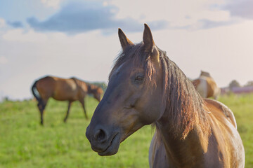 Obraz premium Close-up of a horse's head, in the background, horses graze in a meadow eating grass