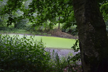 Vermoderter kleiner See mit grüner Oberfläche dank Algen, im Hintergrund Bäume und Pflanzen