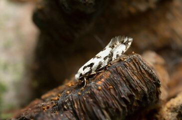 Fungus moth, Nemapogon nigralbellus on polypore photographed with high magnification