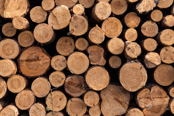 Fototapeta premium Lumber wood. Sawn cut trees, logs closeup background texture. Timber harvesting, forest destruction 