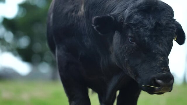 Big Angus stud bull looking at the camera.