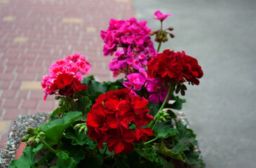 Red and magenta hydrangea flowers in bloom on a summer day