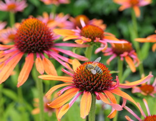 Brightly-colored Echinacea 