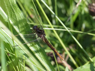 A female Keeled Skimmer dragonfly (Orthetrum coerulescens) resting in long grass. Males are blue; females have a yellow-brown abdomen with a thin black line down the middle and thin lines across.