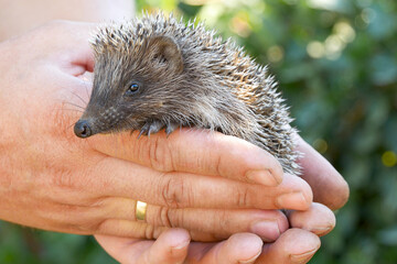 Small Hedgehog Sits in the Palm of a Man. Animal Rescue. Farmer Hepls Wild Animal, Takes It to Safety Plase. Young Animals in Nature