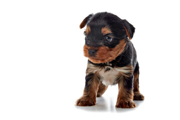 yorkshire terrier puppy on a white background