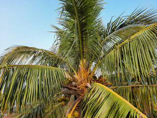 coconut palm tree on blue sky, tropical tree. palm tree in beach. 