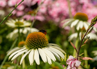 Blooming beautiful white echinacea in the garden.