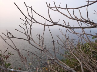 Tree branches without leaf with sunset background. branches of a tree in winter, tree on the shore. 