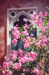 Blooming Pink Oleander Shrub in Italy